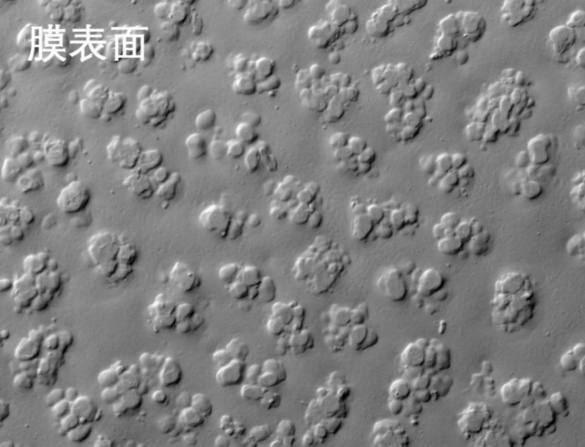 久吾烧结管式膜电镜照片 久吾烧结管式膜电镜照片